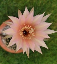 Echinopsis hyb . gebraucht kaufen  Königs Wusterhausen