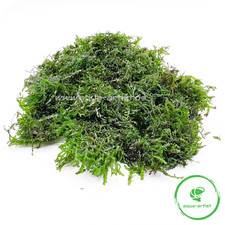 Korallenmoos riccardia chamaed gebraucht kaufen  Neustadt/Dosse