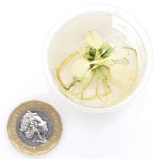Live aquarium plants for sale  HOUNSLOW