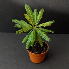 Fresh biophytum sensitivum for sale  Youngstown