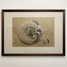 Large rams skull for sale Large rams skull for sale  NORWICH