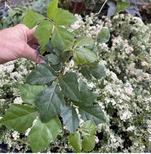 HERA DE UVA - CISSUS RHOMBIFOLIA comprar usado  Enviando para Brazil