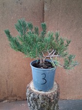 Bonsai utdoor winterhart gebraucht kaufen  Bad Nenndorf