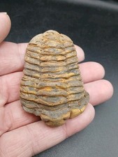 Fossil calymene trilobite. for sale  WREXHAM