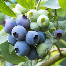 Fruit bush blueberry for sale  PETERBOROUGH