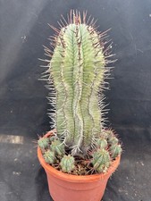 Euphorbia horrida big usato  Massafra