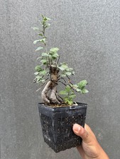 Cascade hawthorn bonsai for sale Cascade hawthorn bonsai for sale  ERITH