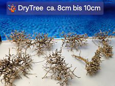 Dry tree wurzel gebraucht kaufen  Ulm