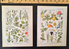 Vintage plants pages for sale  Pottstown