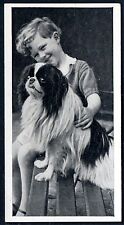 Japanese chin carreras for sale  COLEFORD