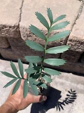 encephalartos arenarius for sale  San Diego