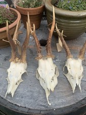 Three roe buck for sale  ROSSENDALE