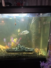 5ft fish tank for sale  BIRMINGHAM