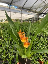 Oncidium catatante fragrant for sale  Pahoa