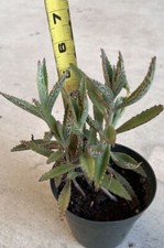 Lot kalanchoe mother for sale  Vienna