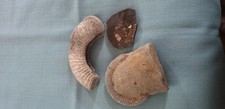 Fossils unpolished one for sale  MARKET RASEN