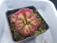 carnivorous plants for sale  Oklahoma City