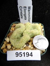 brain cactus for sale brain cactus for sale Lakeport