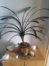 Clivia pflanze gebraucht kaufen  Spremberg