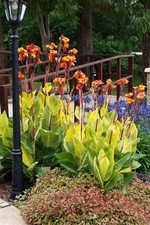 Bengal tiger canna for sale  Kosciusko