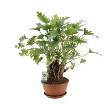 Baumfreund philodendron xanadu gebraucht kaufen  Düsseldorf