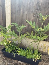 Tomato plant for sale  EGHAM