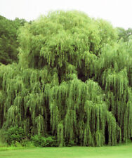 Free weeping willow for sale  South Amboy