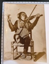 Photo presse chimpanzé d'occasion  Montville