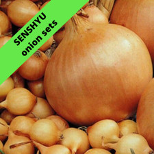 Onion sets senshyu for sale Onion sets senshyu for sale  MANCHESTER