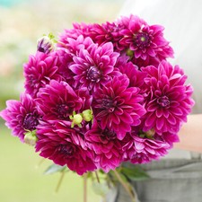 Dahlia tuber baron for sale  ST. AUSTELL