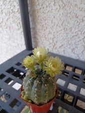 Yellow flower chin for sale  Henderson
