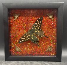 Butterfly taxidermy framed for sale  Westminster