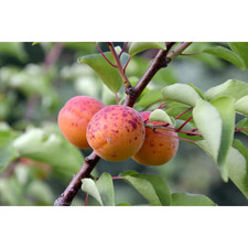 Dwarf moorpark apricot for sale  Miami
