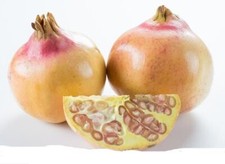 One pomegranate cutting for sale  Kingsburg