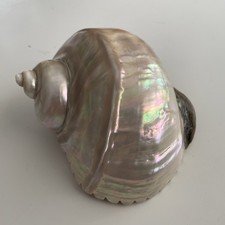 Large turbo marmoratus for sale  MORECAMBE