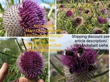 Wollkopf kratzdistel cirsium gebraucht kaufen  Langenfeld (Rheinland)