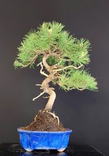 pinus usato  Venezia