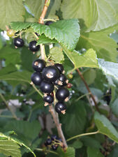 Pianta ribes nero usato  Putignano