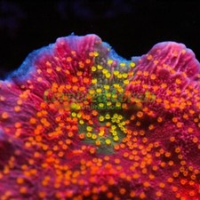 Cornbred grafted starburst for sale  Fort Lauderdale