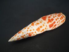 Monster...mitra mitra 139.1mm for sale  Lakeland