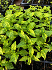 Hot chillies red for sale Hot chillies red for sale  VENTNOR