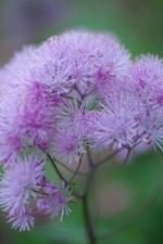 Thalictrum aquilegifolium mead for sale  MARCH