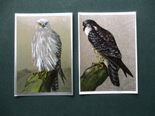 peregrine falcon for sale peregrine falcon for sale STRATFORD-UPON-AVON