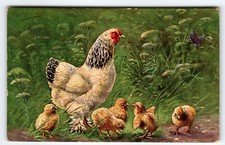 Hen chicken baby for sale  Collingswood