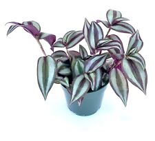 Tradescantia zebrina silver for sale  Castaic