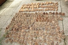 300 kiefernzapfen zapfen gebraucht kaufen  Dresden