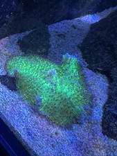 Mushroom marine coral for sale  WORKINGTON