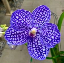 Vanda species blue usato  Spedire a Italy