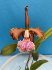 Rlc cattleya velutina for sale  San Francisco