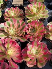 Imported pink witch for sale  San Leandro